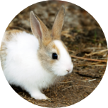 小動物